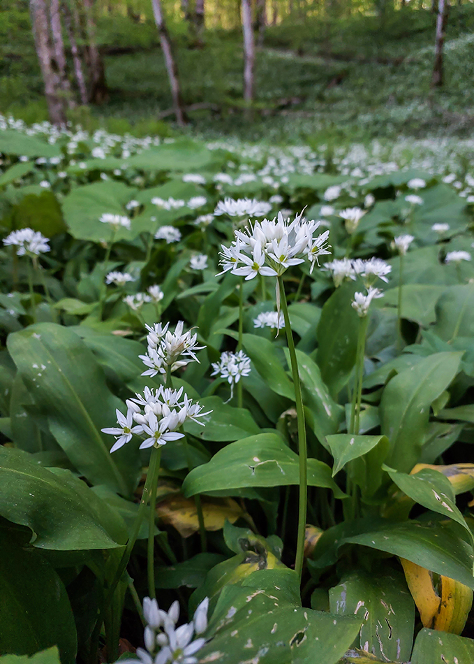 Image of Allium ursinum specimen.