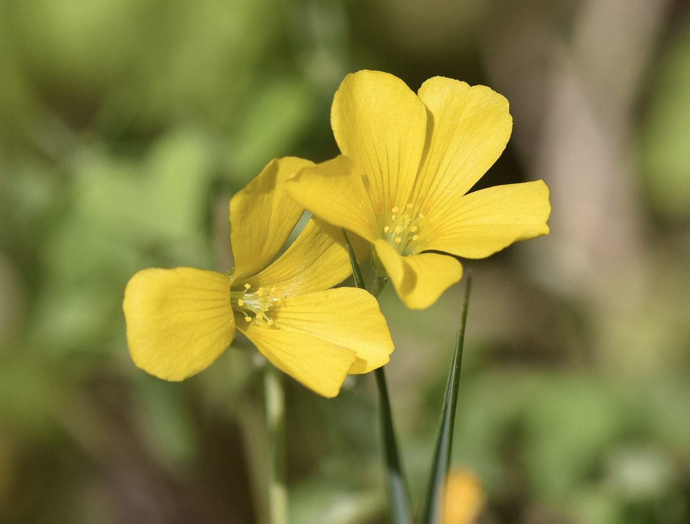 Image of Oxalis dillenii specimen.