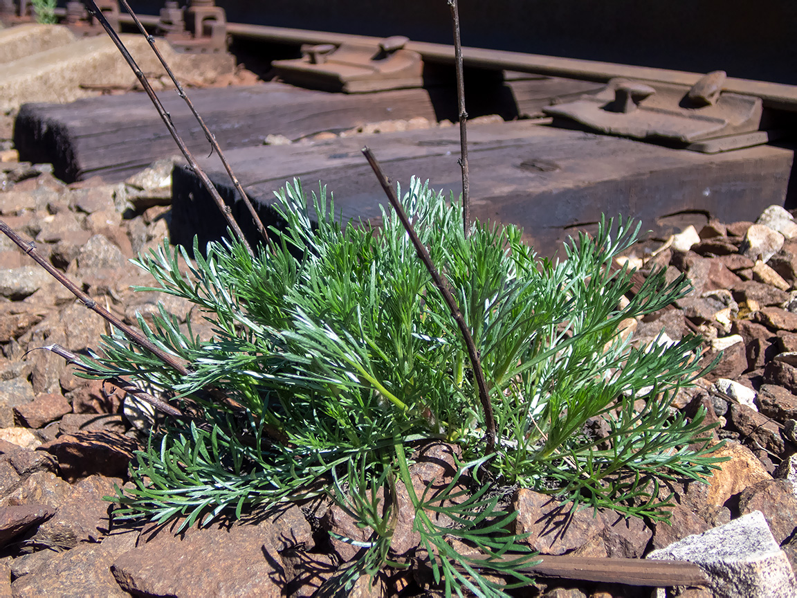 Image of Artemisia campestris specimen.