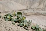 Atriplex moneta. Цветущее растение. Таджикистан, Хатлонская обл., Кабодиёнский р-н, хр. Аруктау, окр. пер. Дандан-Чикан, пестроцветы. 14 апреля 2025 г.