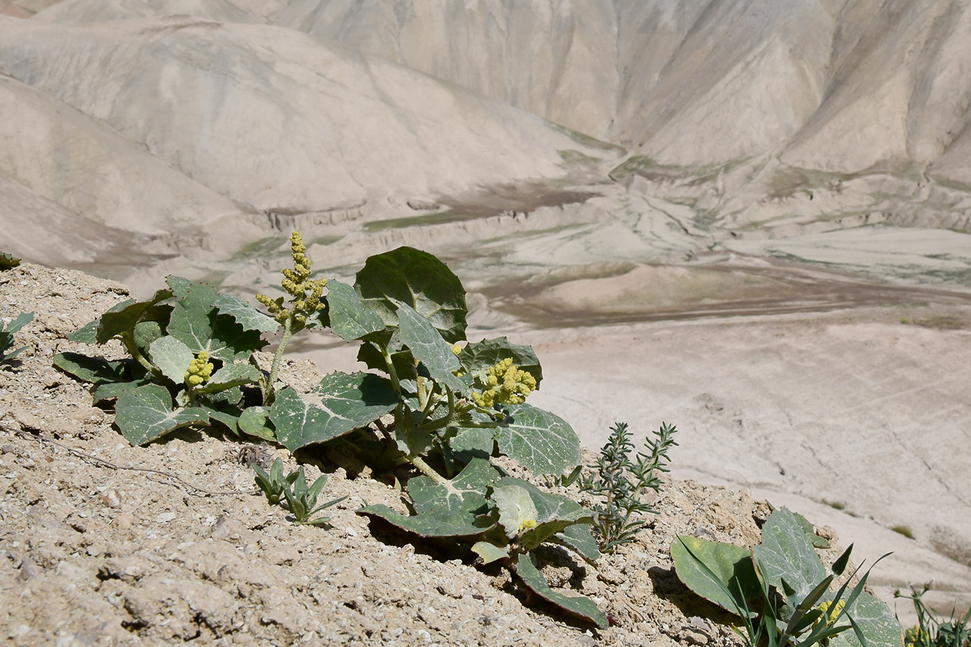 Image of Atriplex moneta specimen.