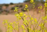 Erysimum canescens. Верхушка цветущего побега. Астраханская обл., Наримановский р-н, окр. с. Николаевка, бархан Большой Брат, опустыненная степь, граница подвижных песков. 16.05.2025.
