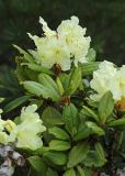 Rhododendron aureum. Ветви с соцветиями и погрызенными листьями. Приморский край, Чугуевский р-н, гора Облачная, выс. 1600 м н.у.м., в зарослях кедрового стланика (Pinus pumila). 07.06.2025.
