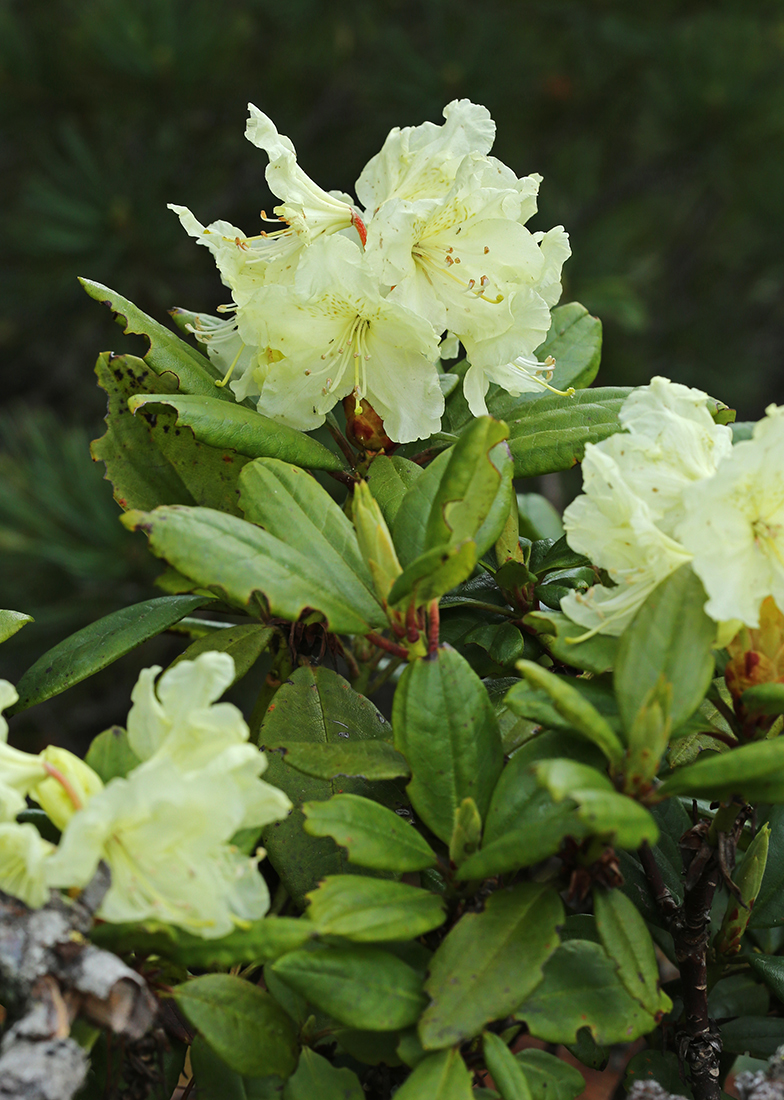 Image of Rhododendron aureum specimen.