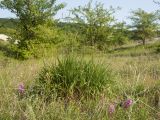 Brachypodium rupestre. Цветущее растение. Краснодарский край, Крымский р-н, окр. станицы Неберджаевская, дно заброшенного карьера, на обломках мергеля. 06.06.2025.