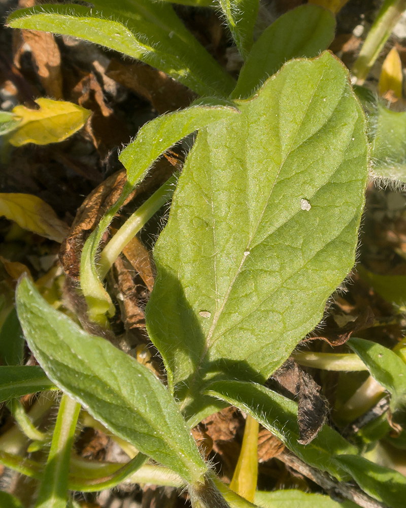 Image of Convolvulus cantabrica specimen.