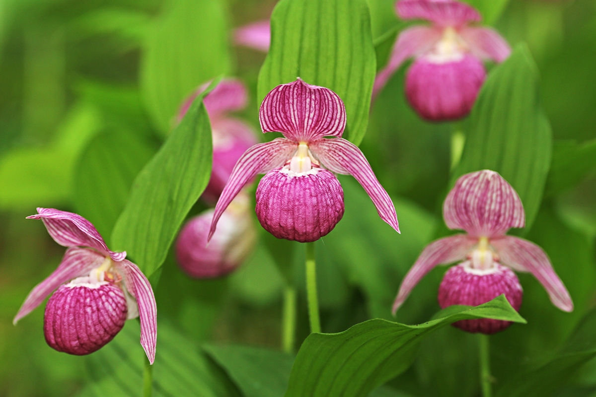 Image of Cypripedium macranthos specimen.