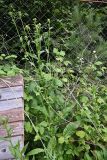 Picris hieracioides