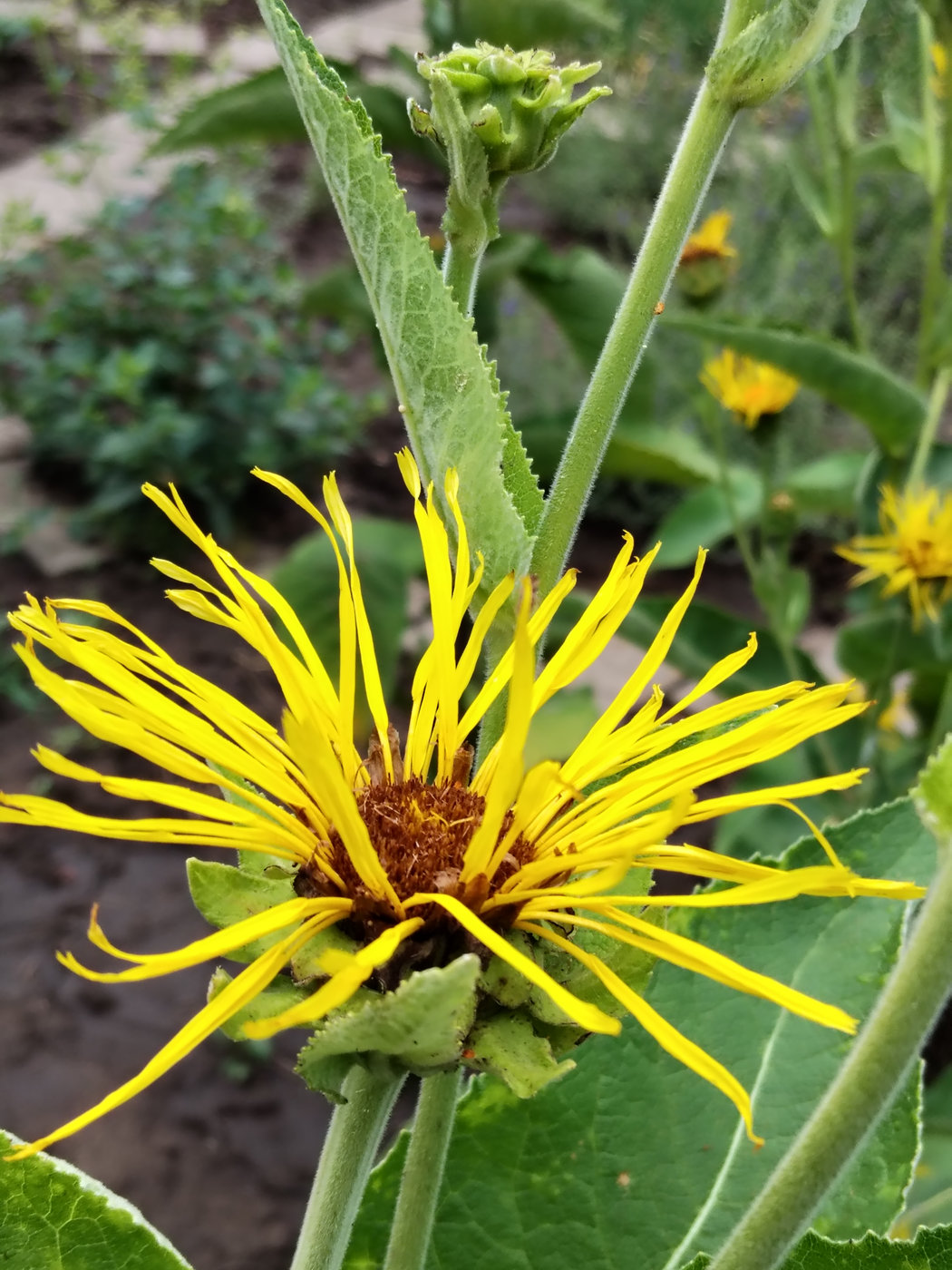 Image of Inula magnifica specimen.