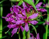 Lythrum salicaria
