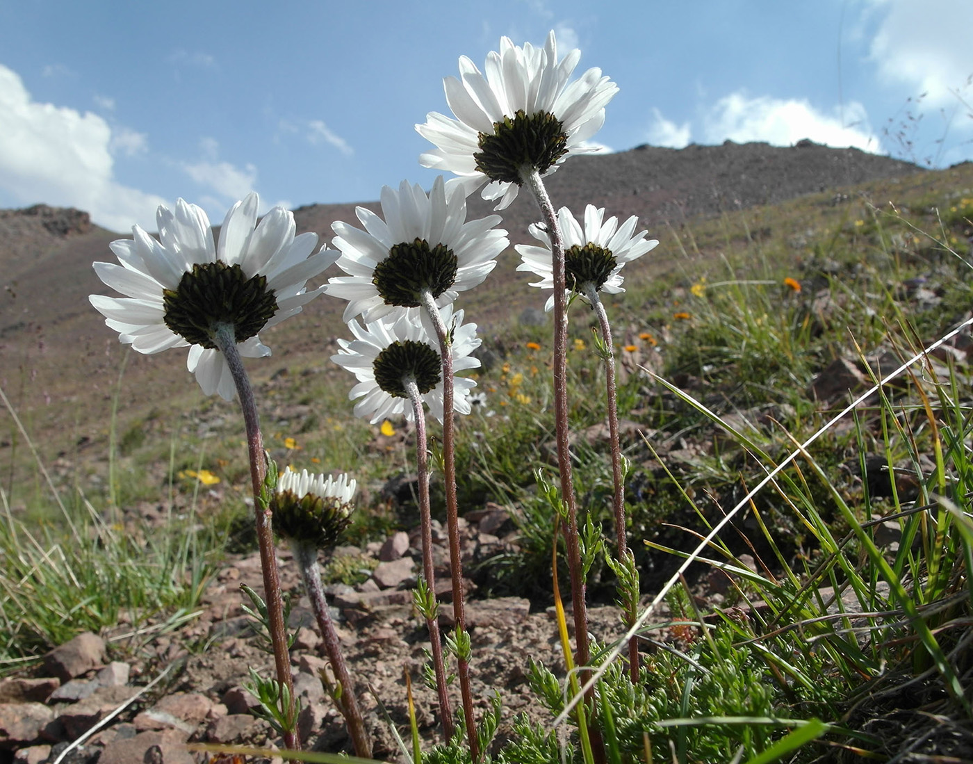 Изображение особи Pyrethrum karelinii.