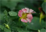Tropaeolum majus. Цветок. Московская обл., Раменский р-н, окр. дер. Хрипань, садовый участок. 08.08.2025.