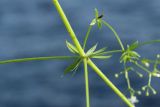 Galium spurium. Часть сорванной цветущей и плодоносящей веточки (перевёрнута; видна абаксиальная поверхность листьев). Псковская обл., Псковский р-н, окр. погоста Выбуты, берег р. Великая, на известняке у подошвы обрыва. 02.08.2025.