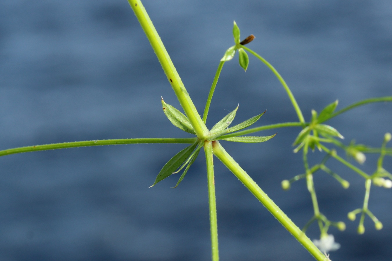 Image of Galium spurium specimen.