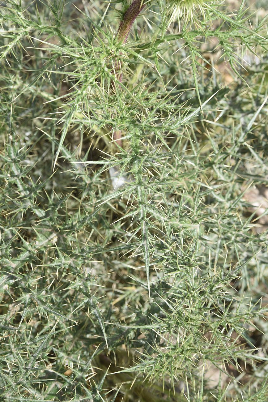 Image of familia Asteraceae specimen.