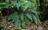 Polystichum falcinellum