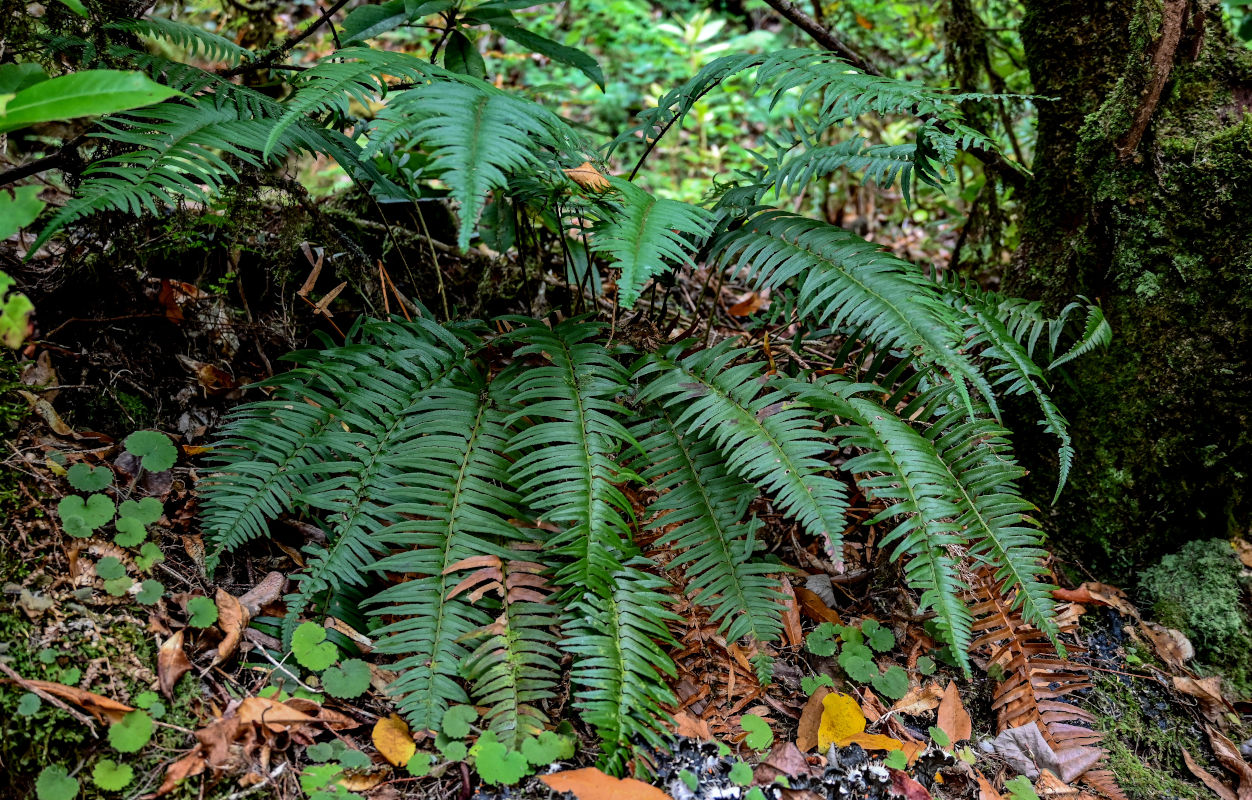 Изображение особи Polystichum falcinellum.