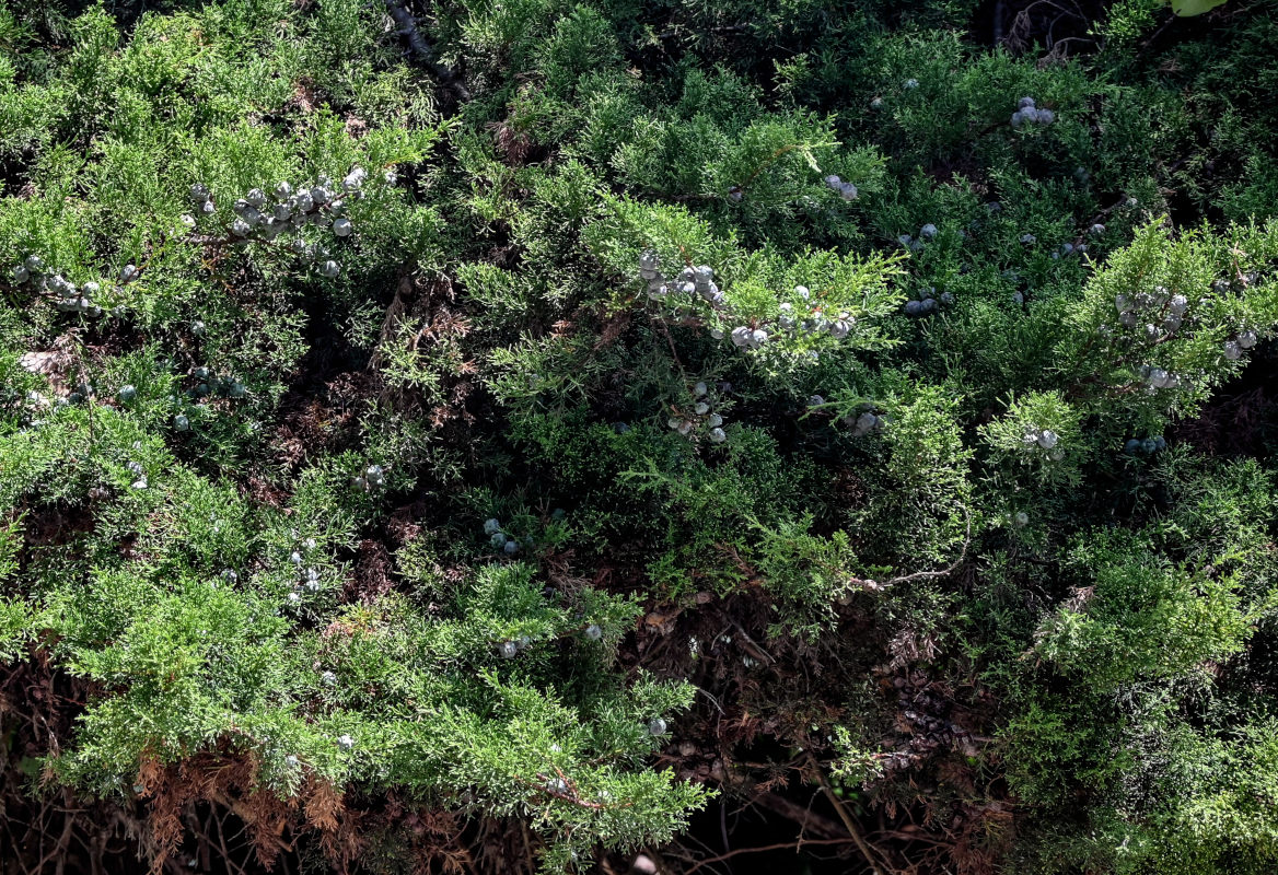 Image of Juniperus chinensis specimen.