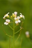 Arabidopsis lyrata. Верхушка побега с цветками. Камчатский край, Мильковский р-н, дол. р. Правая Камчатка, левый берег правого притока р. Правая Камчатка, ≈ 620 м н.у.м., луг. 29.06.2025.