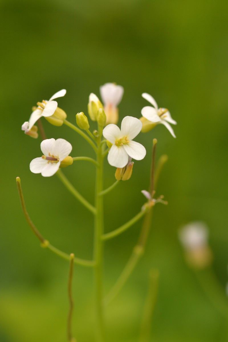 Изображение особи Arabidopsis lyrata.