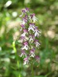 Orchis purpurea ssp. caucasica