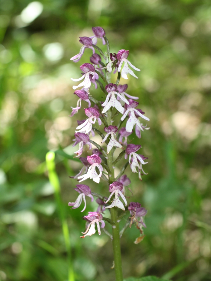 Изображение особи Orchis purpurea ssp. caucasica.