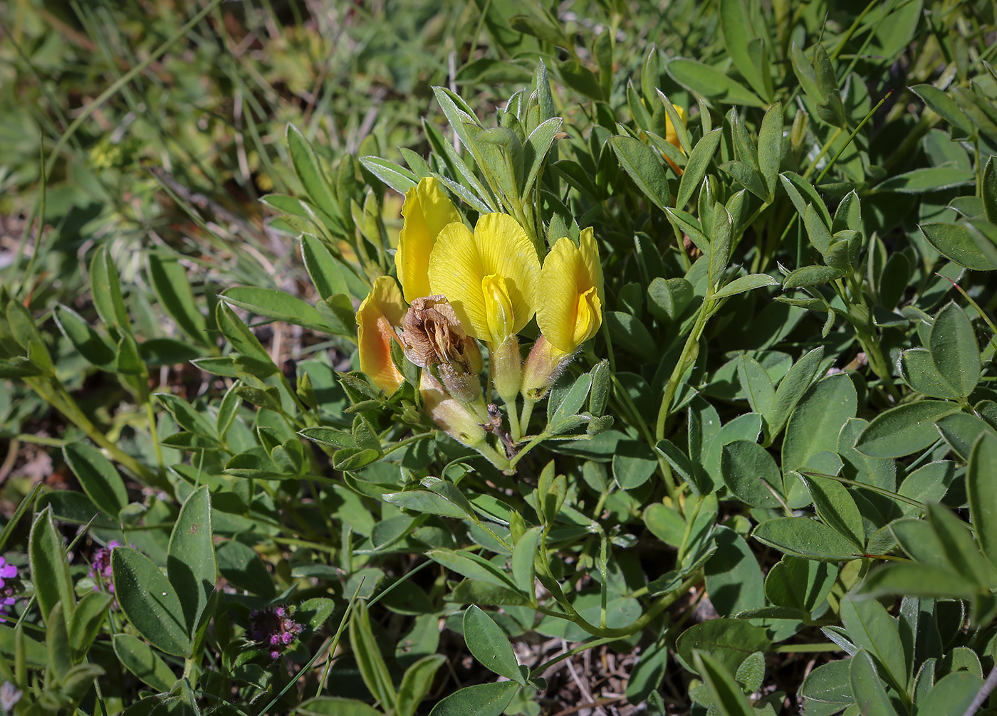Изображение особи Chamaecytisus wulffii.