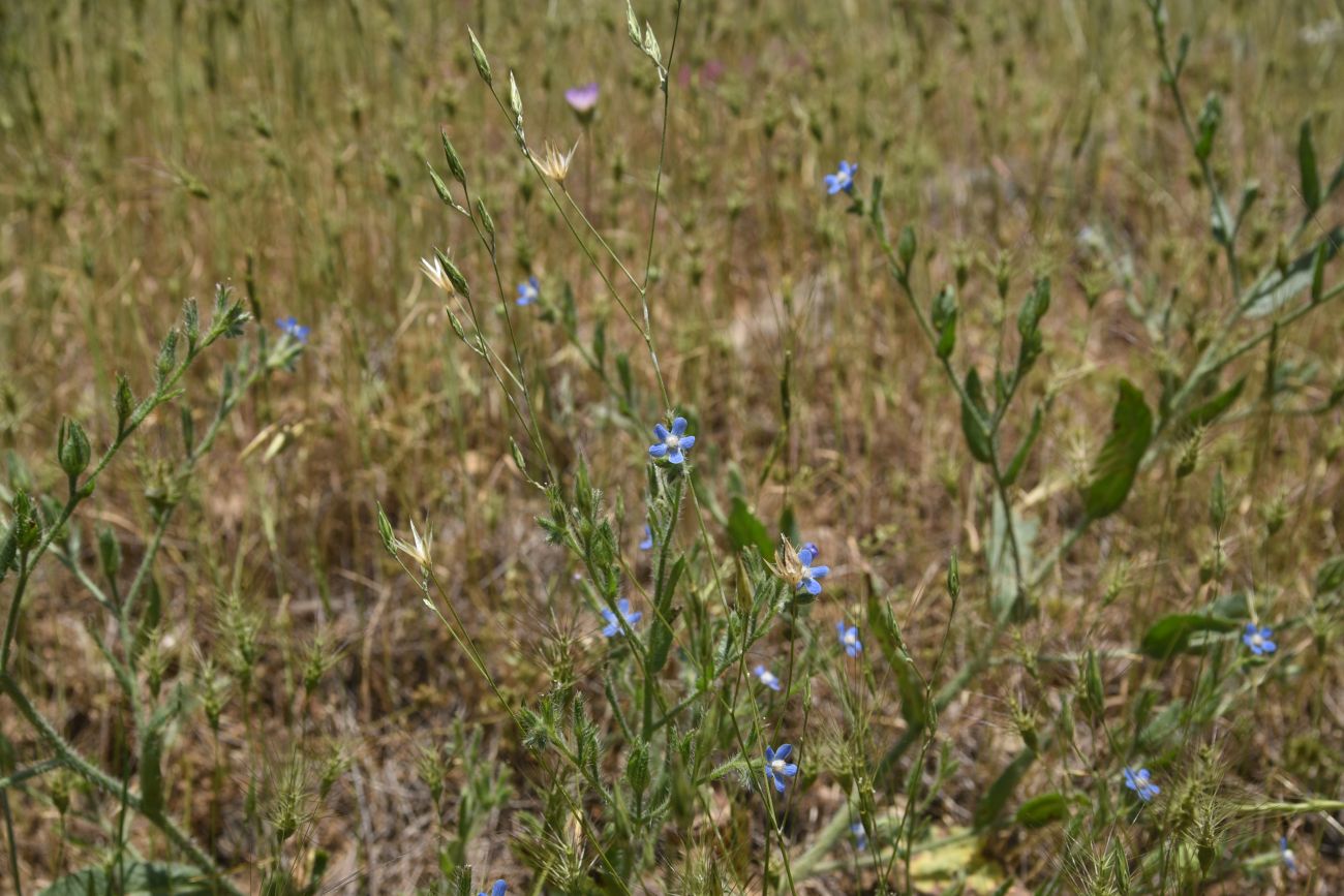 Image of Unknown species specimen.