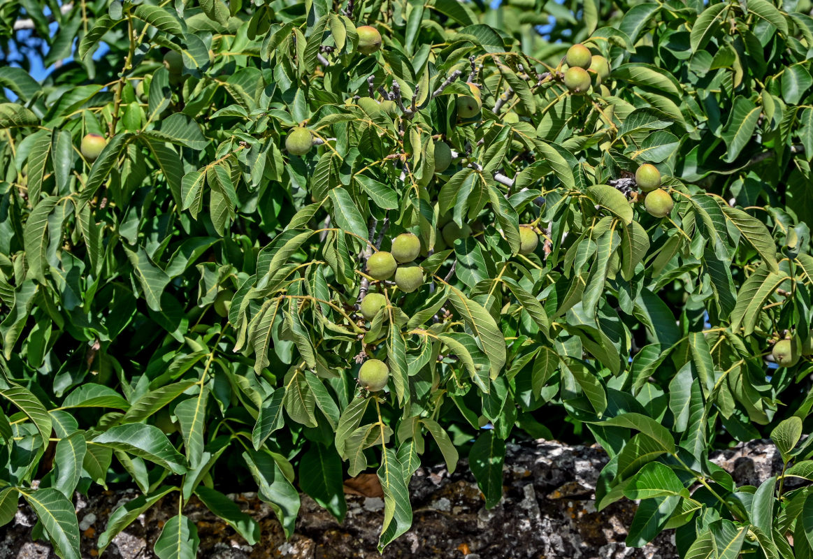 Изображение особи Juglans regia.