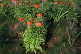 Fritillaria imperialis. Цветущие растения. Белгородская обл., пос. Ракитное, ул. Сосновая, 2, в культуре. 27 апреля 2022 г.