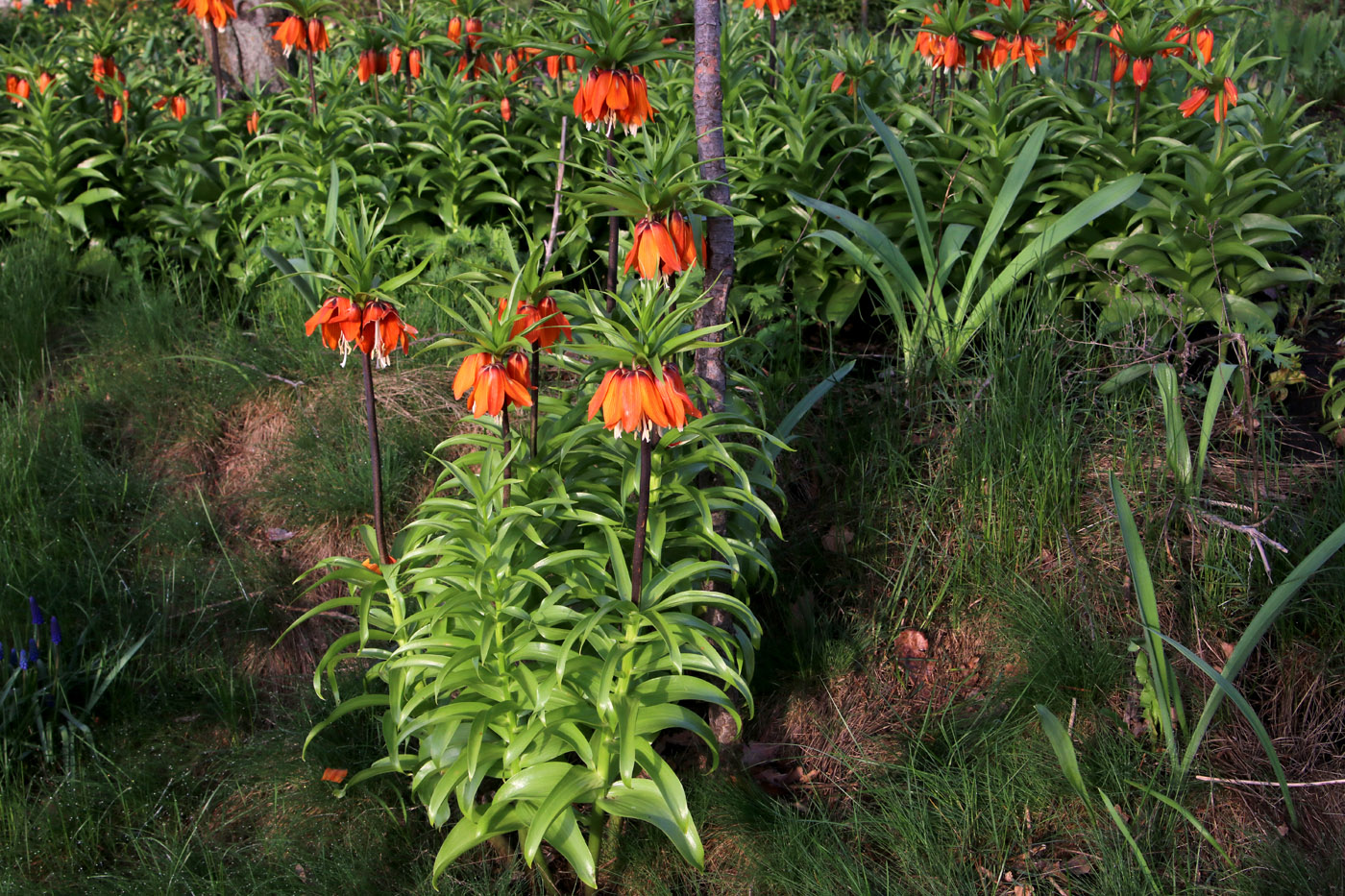 Image of Fritillaria imperialis specimen.