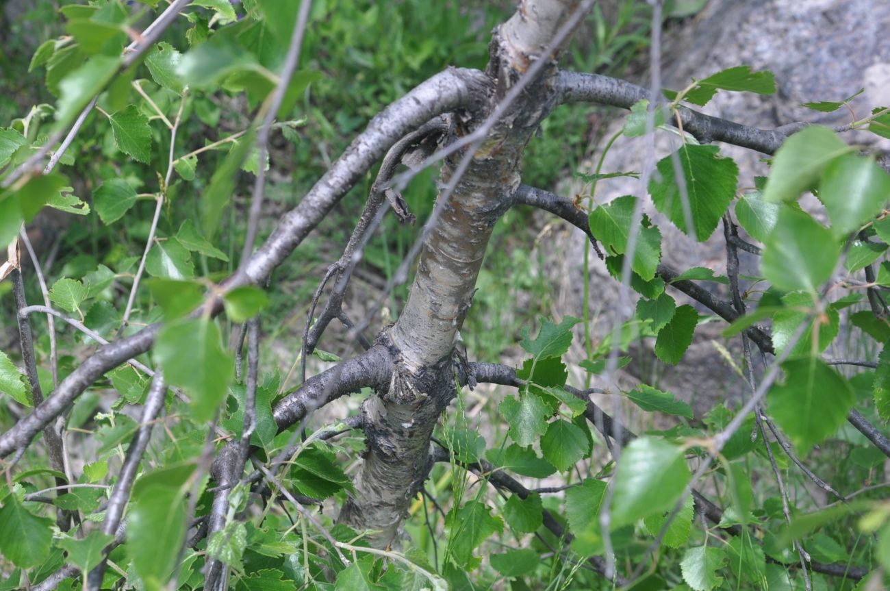 Изображение особи Betula litwinowii.
