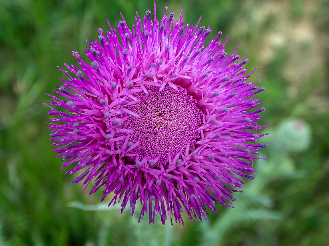 Изображение особи Carduus uncinatus.