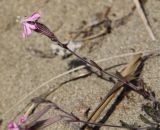 Silene colorata. Верхушка побега с цветком. Италия, Тоскана, парк Маремма, песчаный пляж. 12.04.2011.