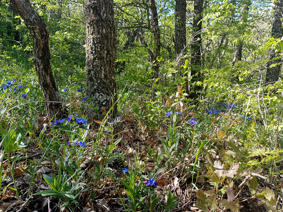 Изображение особи Aegonychon purpurocaeruleum.