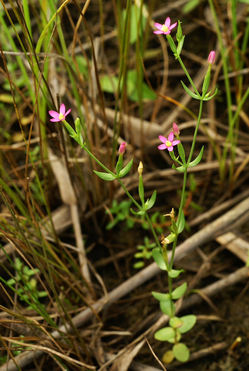 Image of Centaurium pulchellum specimen.