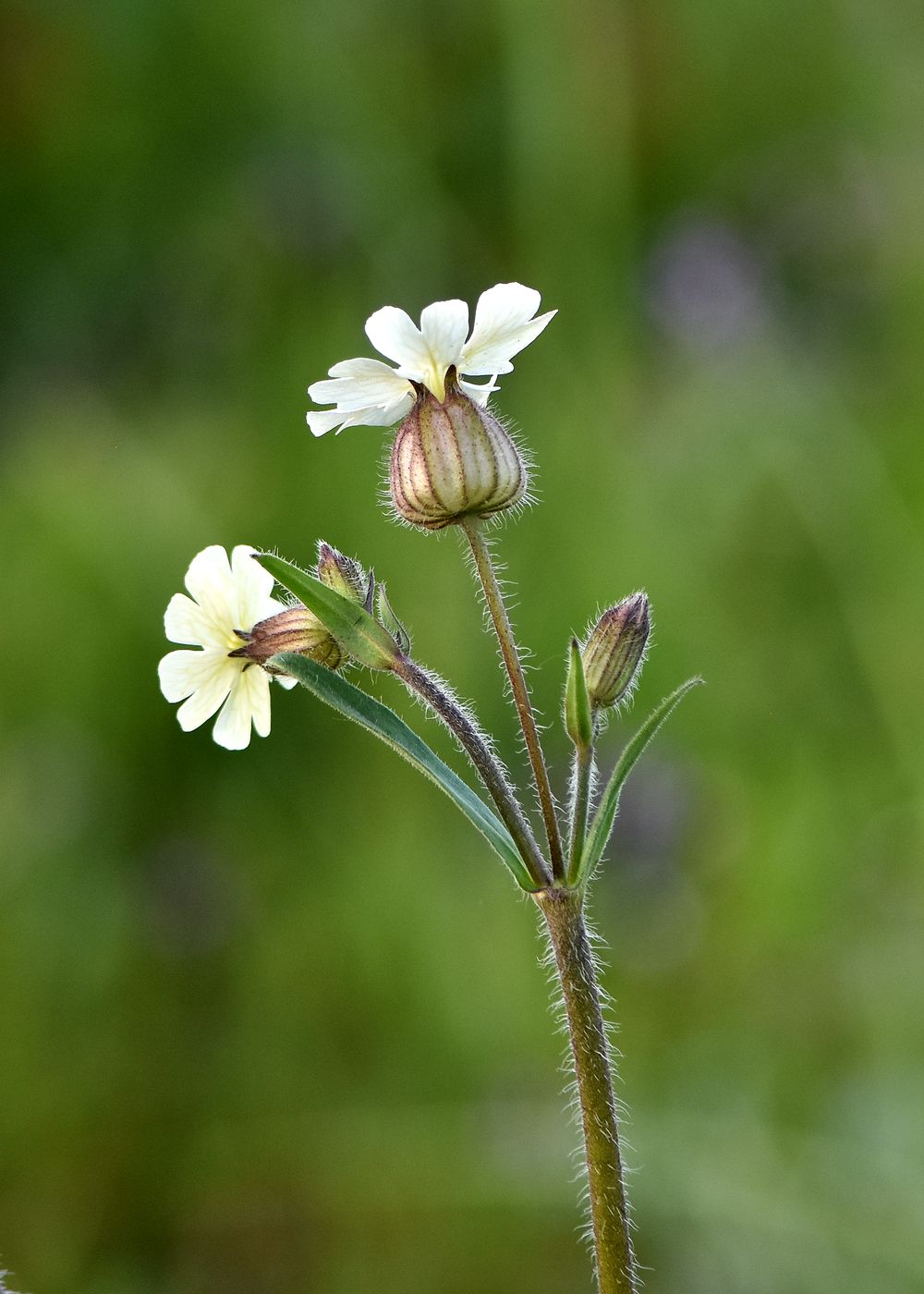 Изображение особи Melandrium astrachanicum.