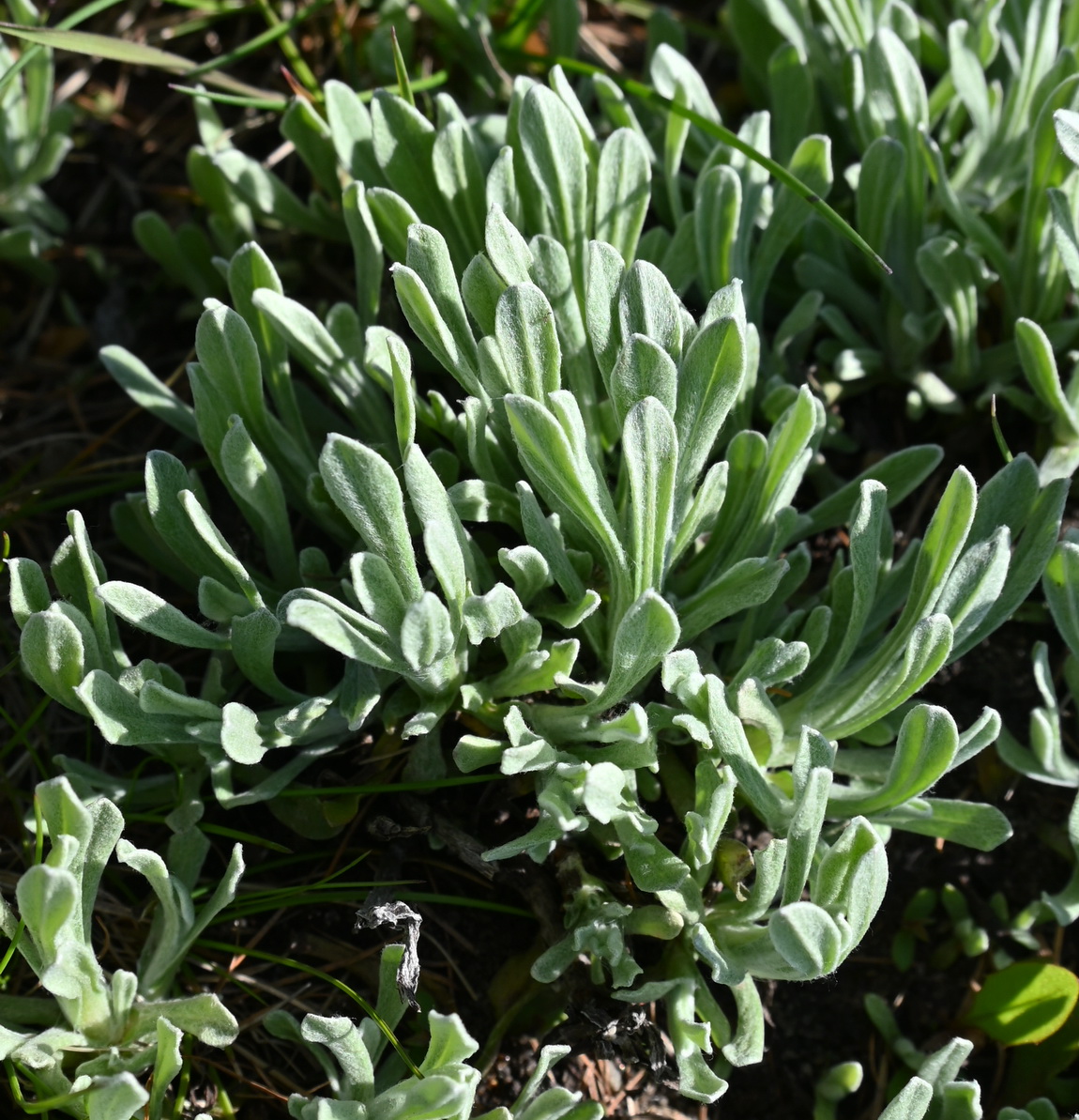 Image of Unknown species specimen.