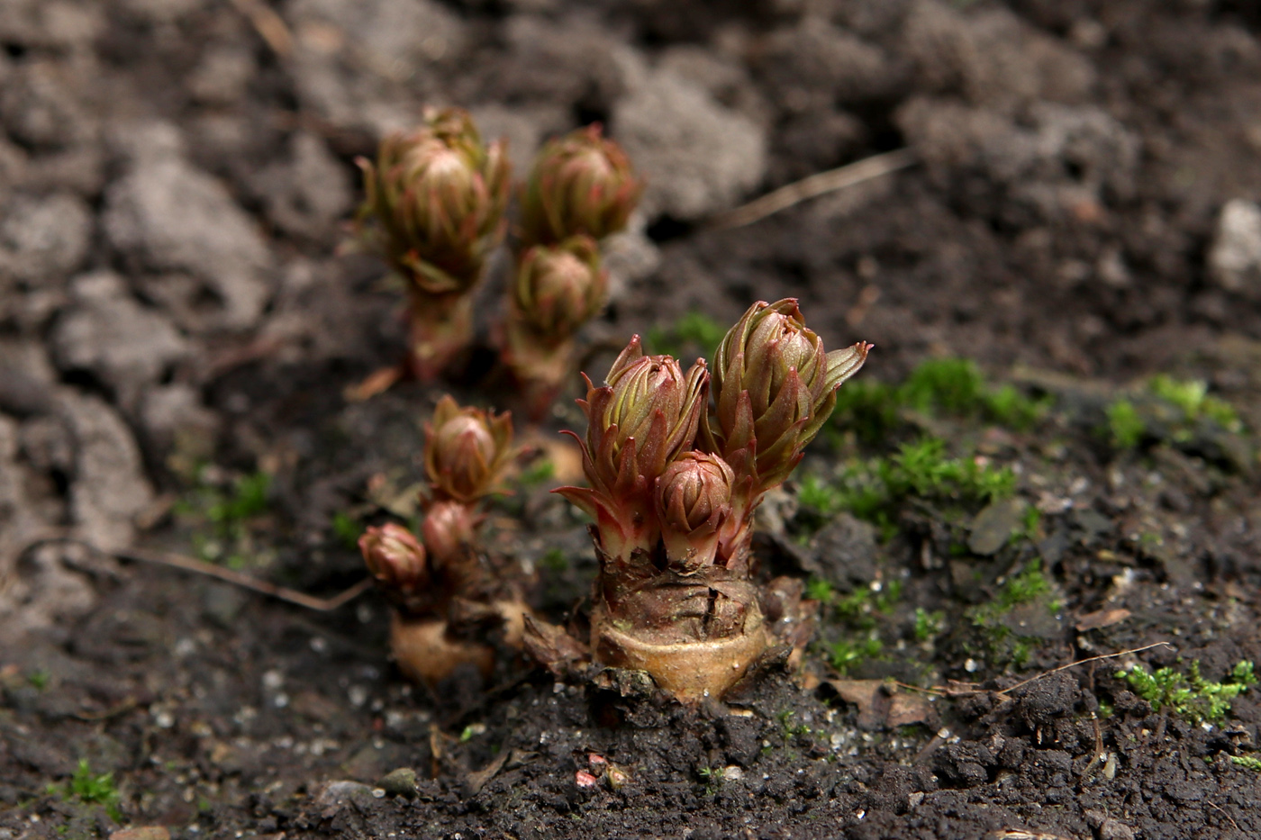 Изображение особи Rhodiola linearifolia.