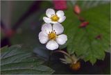 Fragaria vesca. Цветки. Московская обл., Раменский р-н, окр. ж.-д. платформы Хрипань, просека в смешанном лесу. 04.06.2026.