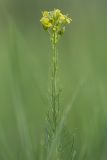 genus Sisymbrium. Верхушка цветущего растения. Ростовская обл., Белокалитвенский р-н, окр. хут. Титов, степь. 24.05.2026.