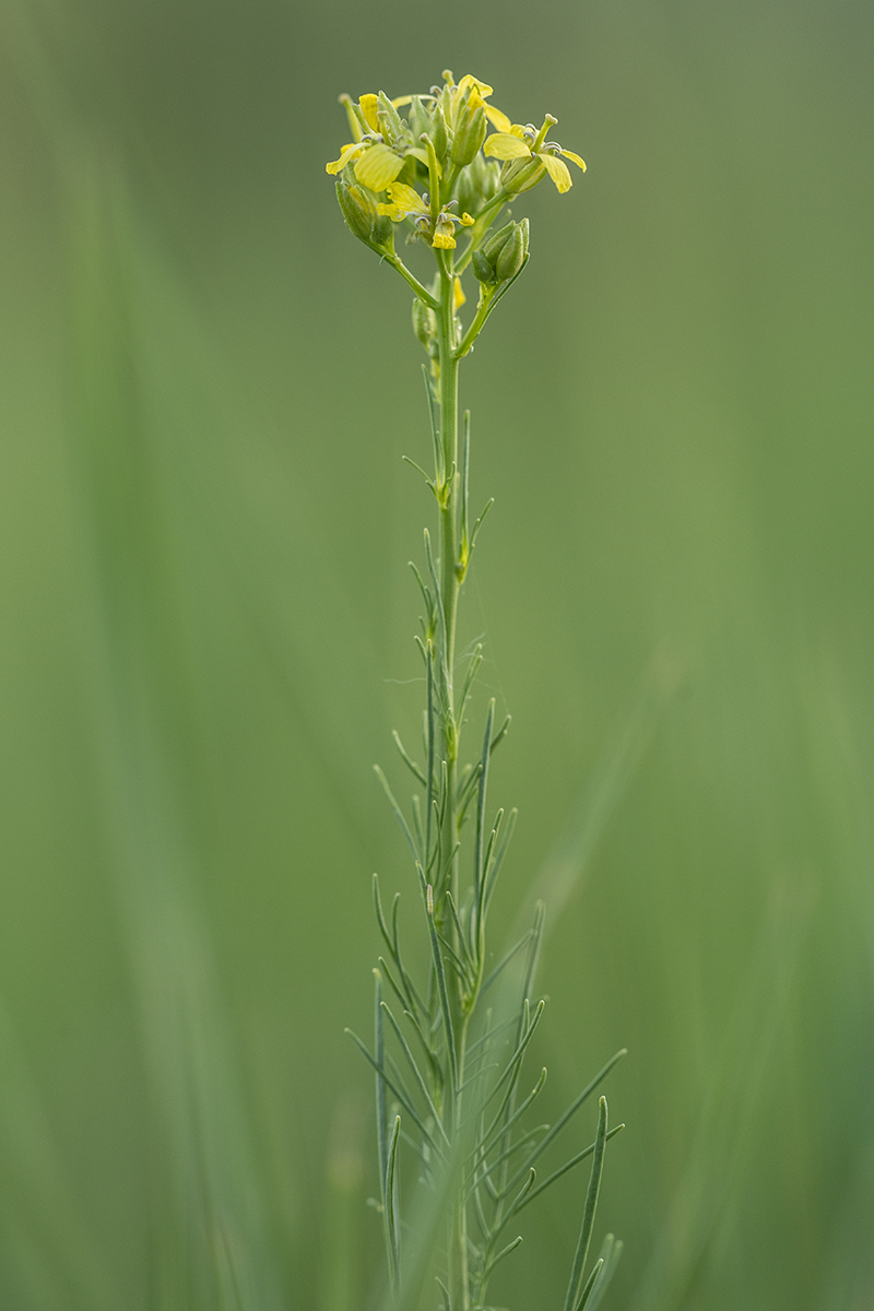 Image of genus Sisymbrium specimen.