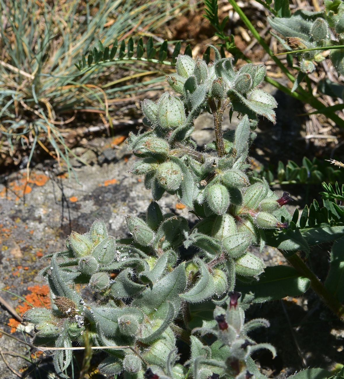 Image of Nonea pulla specimen.