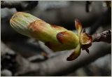 Aesculus hippocastanum