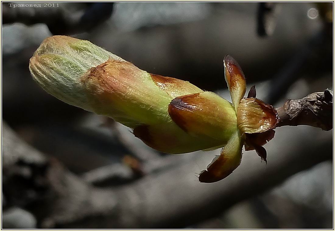 Изображение особи Aesculus hippocastanum.