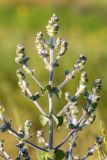 Salvia aethiopis. Верхушка растения с нераскрывшимися соцветиями. Ростовская обл., Зерноградский р-н, окр. хут. Заполосный, степной склон. 07.06.2026.