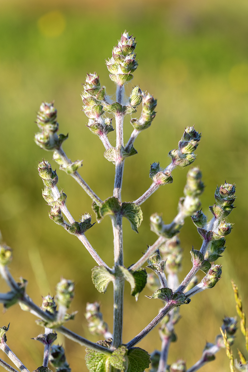 Image of Salvia aethiopis specimen.