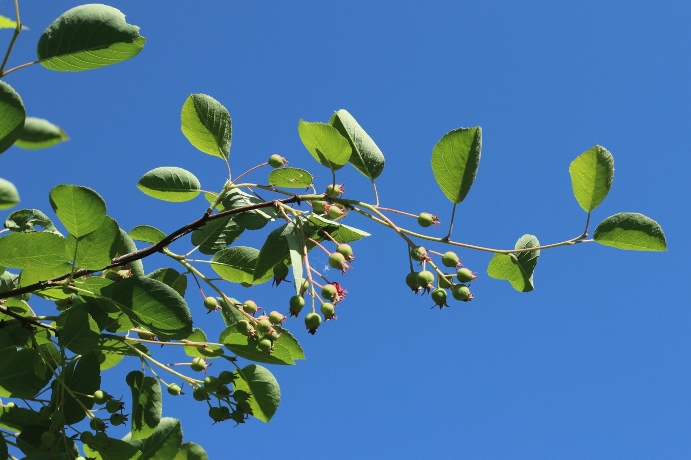 Изображение особи Amelanchier spicata.