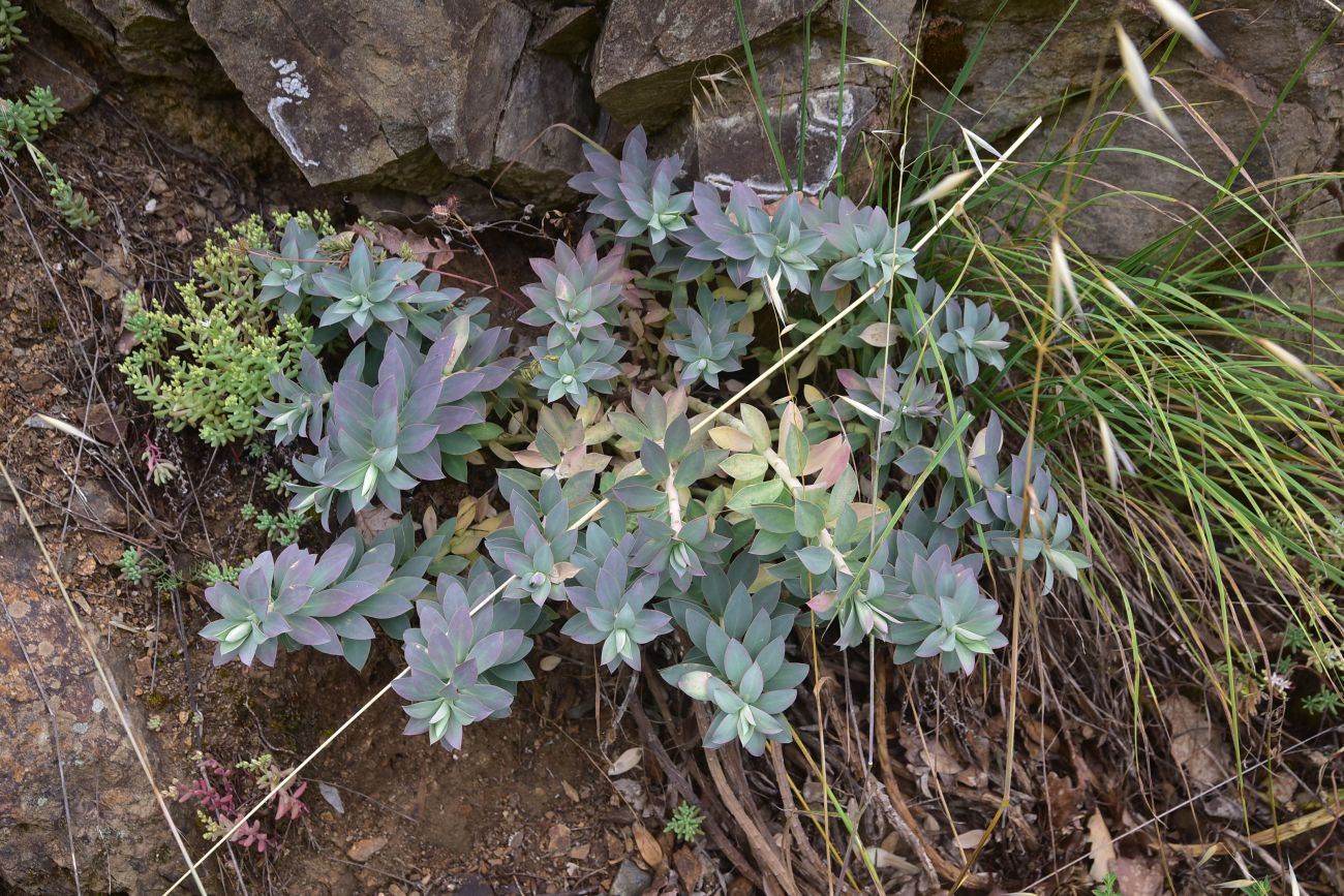 Image of genus Euphorbia specimen.