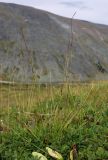Carex ledebouriana. Плодоносящее растение в верхнем подъярусе травостоя. Полярный Урал, верховья ручья Кемьрезьрузь, верхняя часть склона горы, разнотравно-злаковый луг. 12.08.2026.